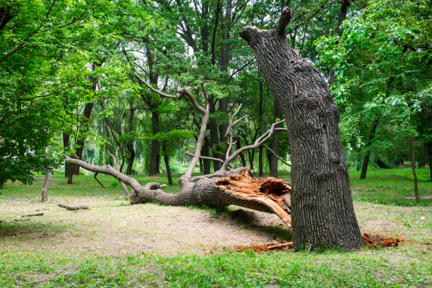 How Our Tree Care Process Works  in  Bennet, NE