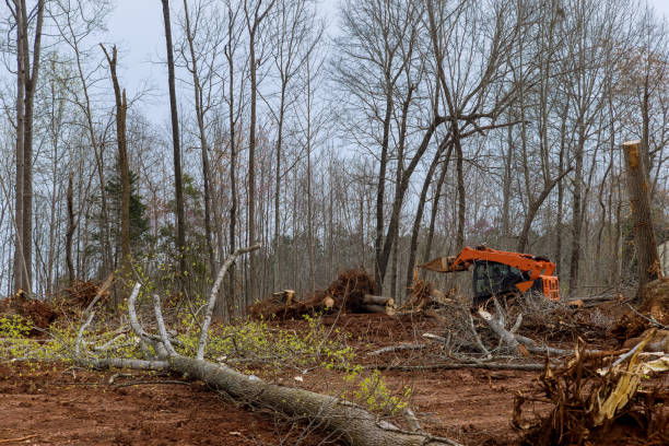 Bennet, NE Tree Services Company